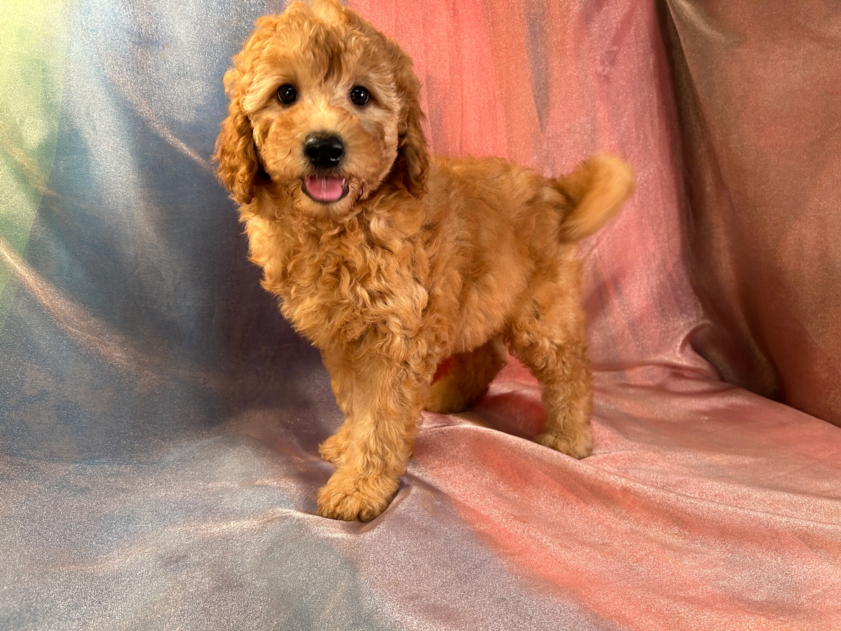 Female Mini Goldendoodle Puppy for Sale DOB 8-8-2023 $1000